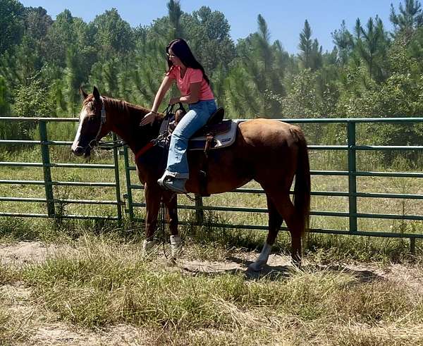 all-around-thoroughbred-horse