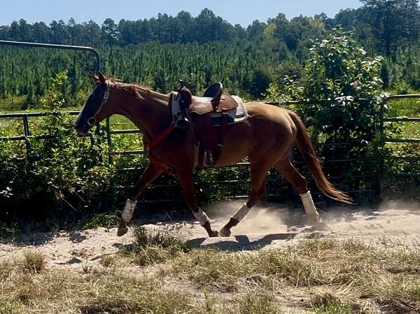 athletic-thoroughbred-horse