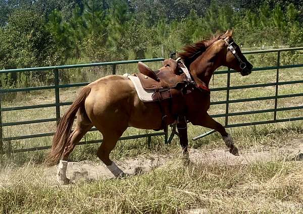 barrel-thoroughbred-horse