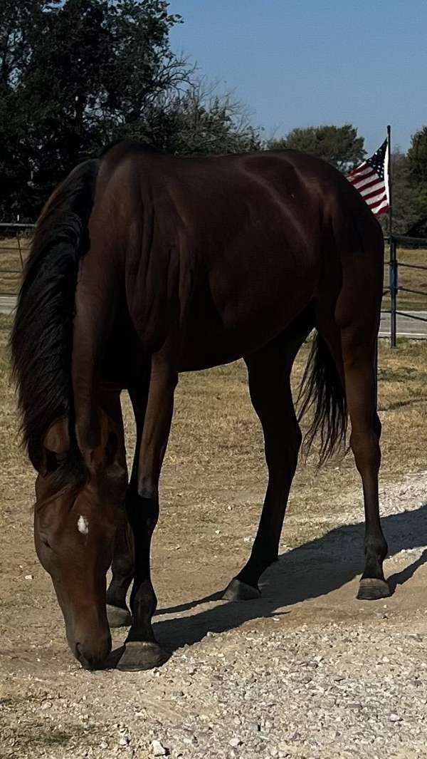 gelding