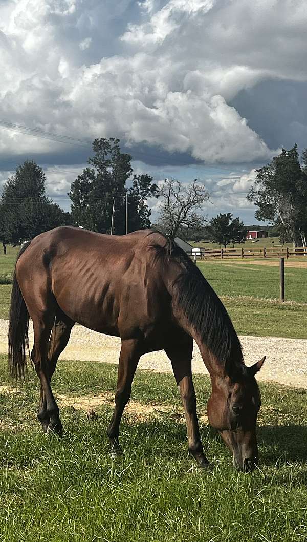 thoroughbred-horse