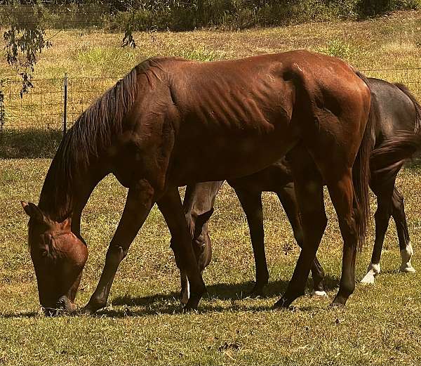 thoroughbred