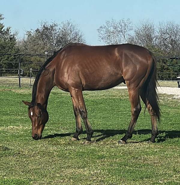 experienced-gelding
