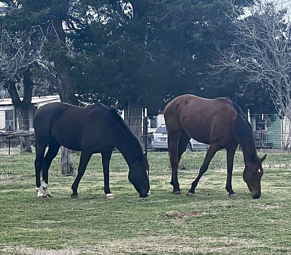 experienced-horse