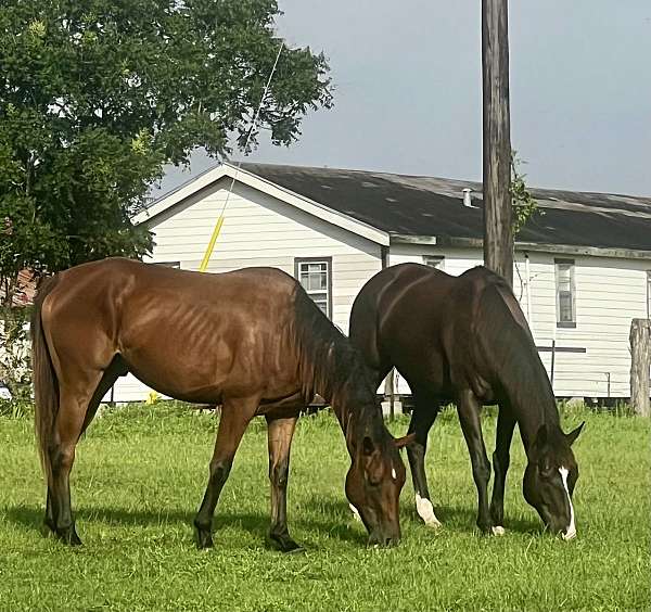 white-star-forlock-horse