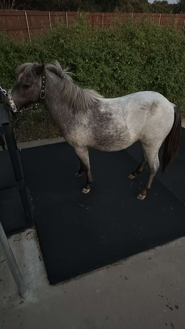 bay-roan-appaloosa-filly-mare