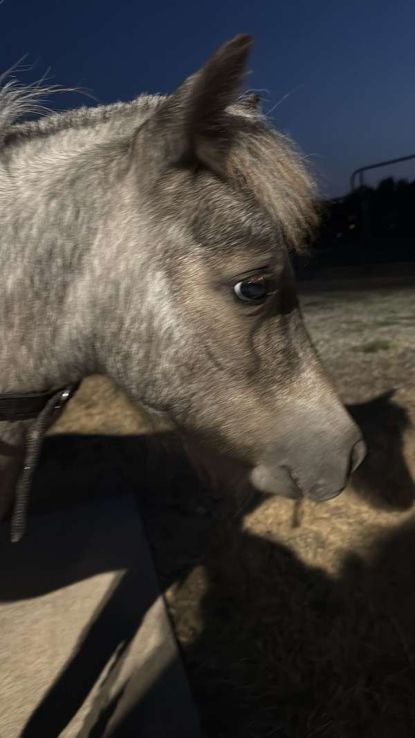 miniature-filly