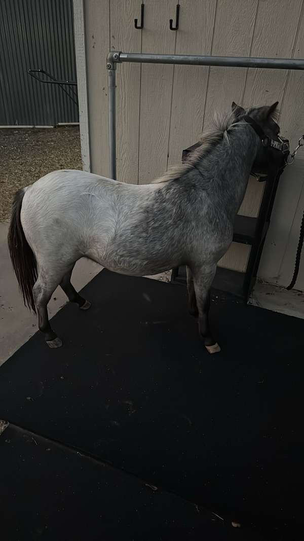roan-appaloosa-filly-mare