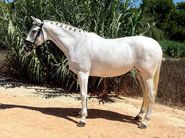 andalusian-horse