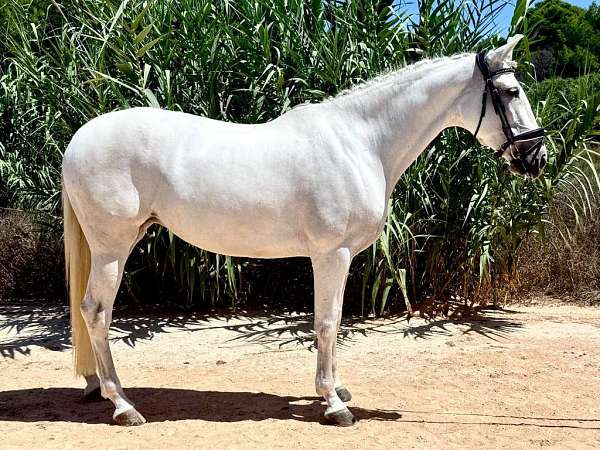 mare-andalusian-horse