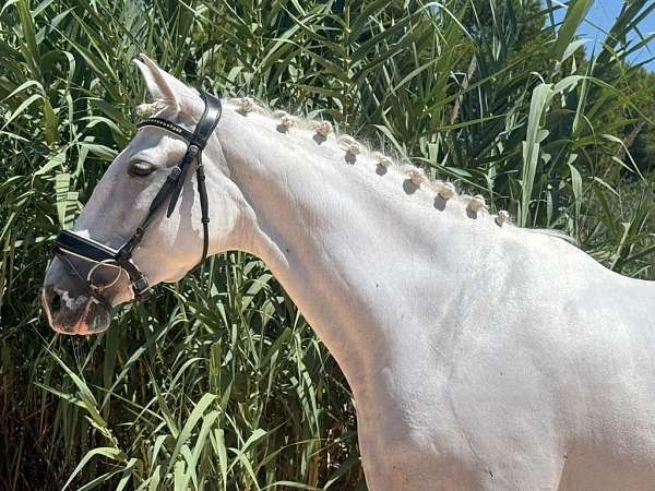 grey-andalusian-horse