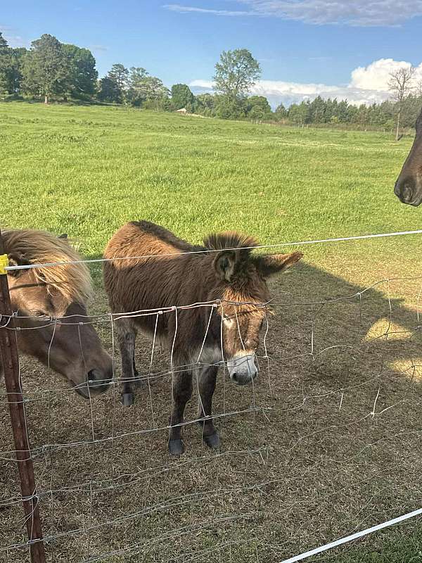 donkey-stallion