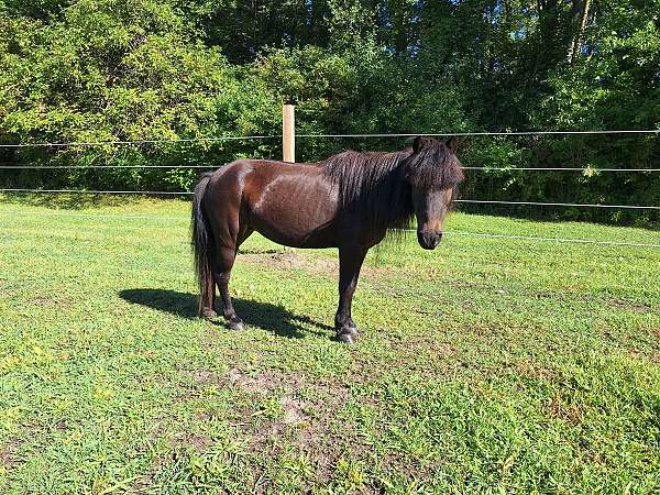 harness-working-pony-shetland-pony