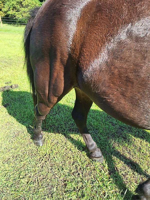 harness-working-pony