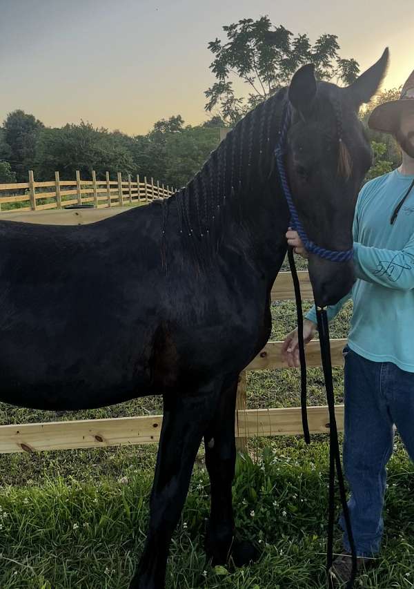friesian-stallion