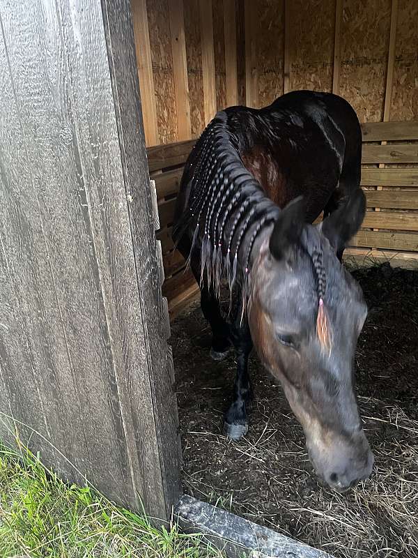 friesian-horse-for-sale