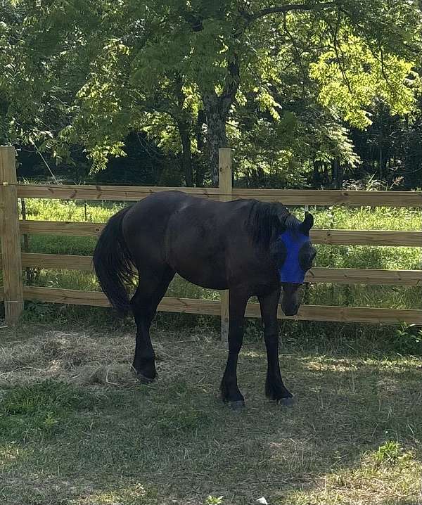friesian-horse