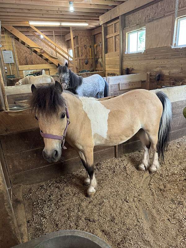 buckskin-white-black-horse