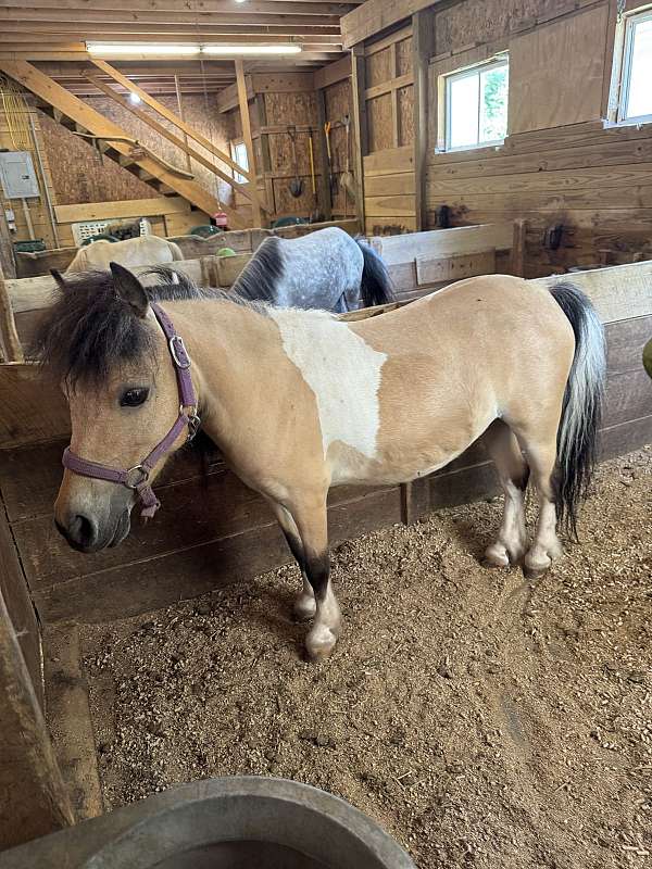 white-black-horse