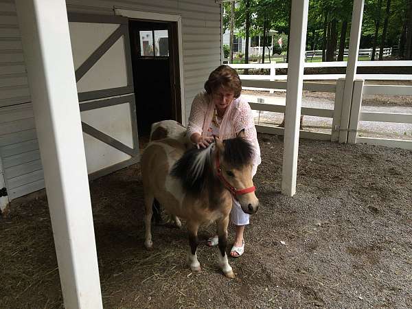 buckskin-miniature-mare