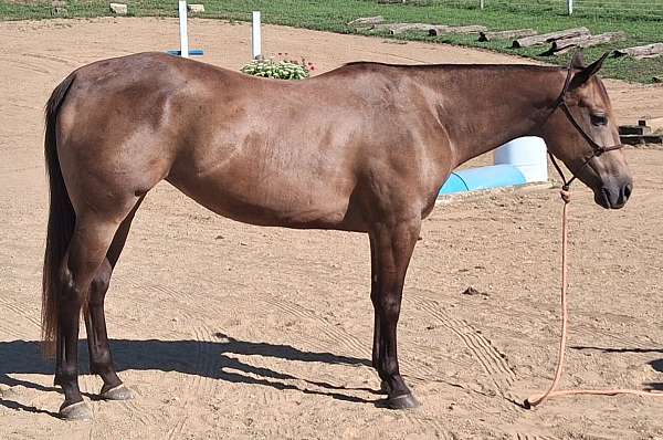 quarter-horse-mare