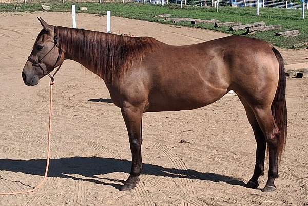 quarter-horse-for-sale