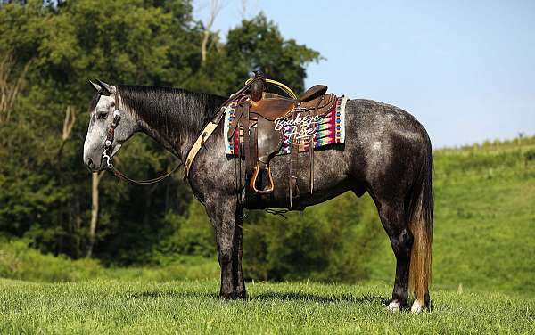 grey-dappled-horse