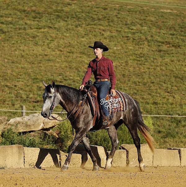 all-around-quarter-horse