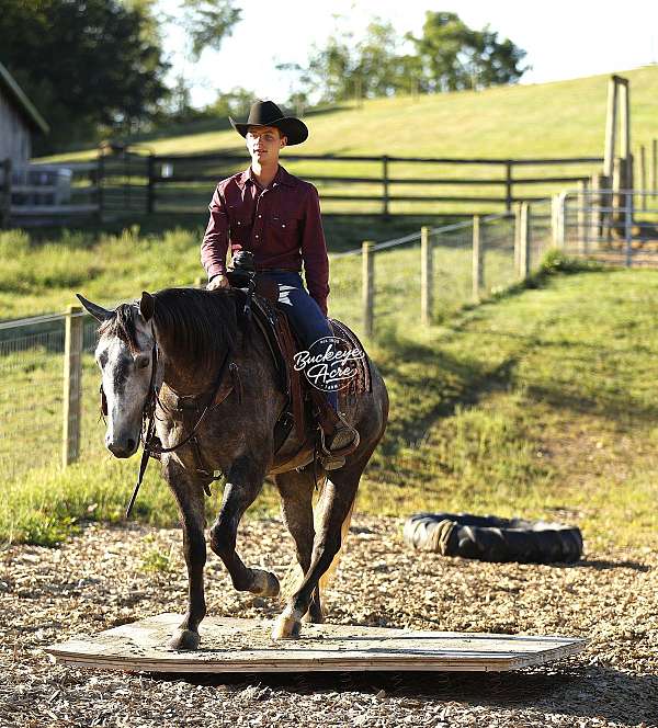 athletic-quarter-horse
