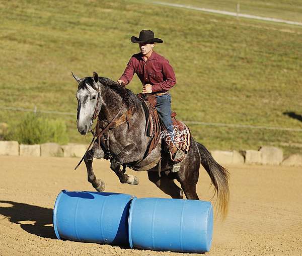companion-quarter-horse