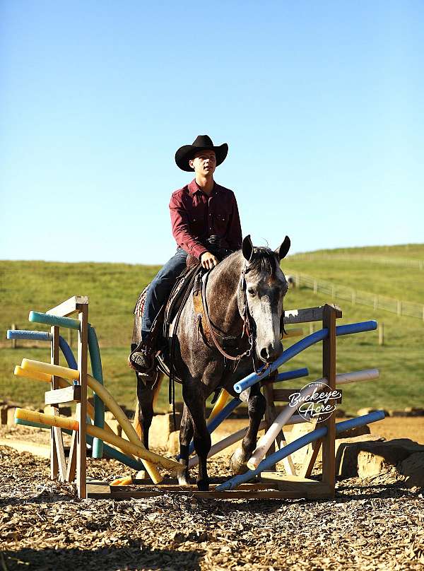beginner-quarter-horse