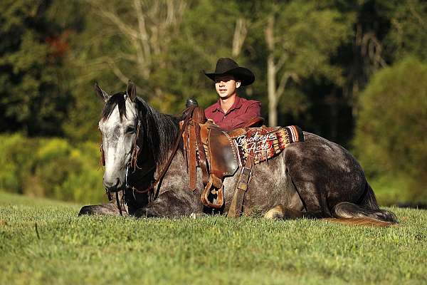finished-quarter-horse