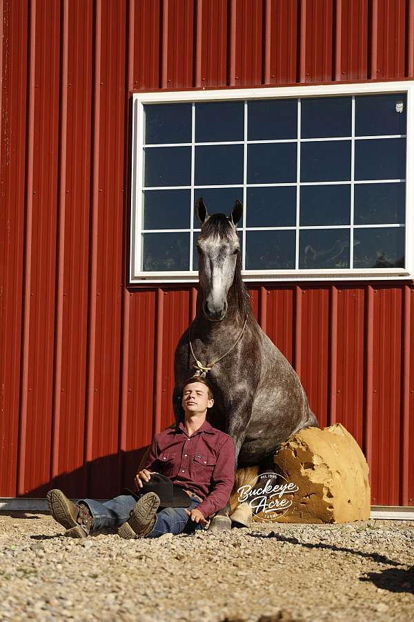 husband-safe-quarter-horse