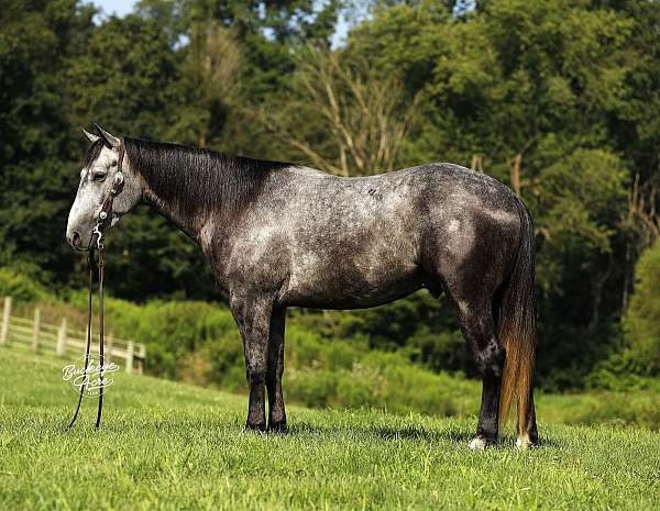 jumping-quarter-horse