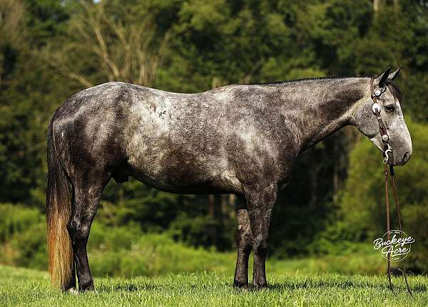 jumper-quarter-horse