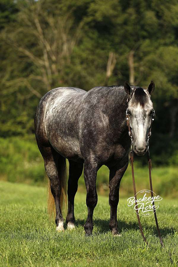 kid-safe-quarter-horse