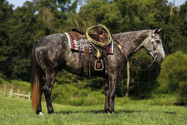 lesson-quarter-horse