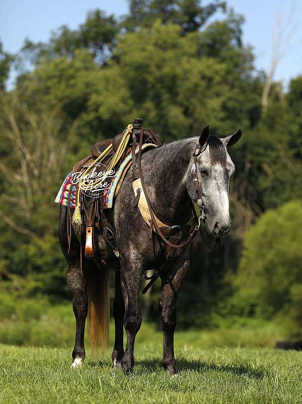 parade-quarter-horse
