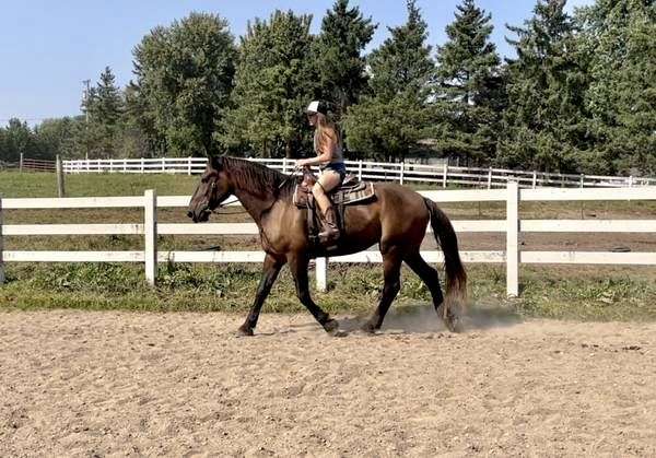 trail-pony-percheron