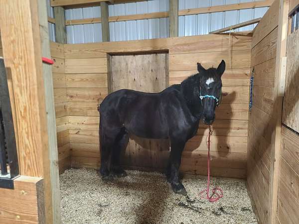 trail-deluxe-percheron-pony