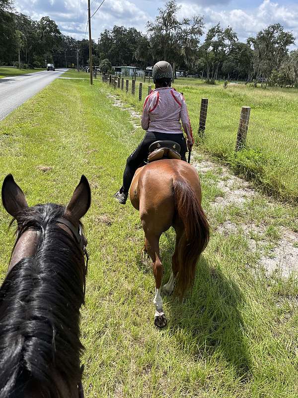 beginner-thoroughbred-horse