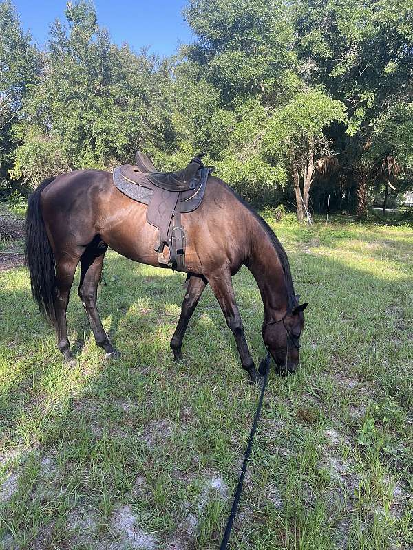 star-horse