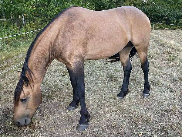 fancy-movement-morgan-horse