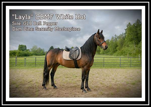 floating-morgan-horse