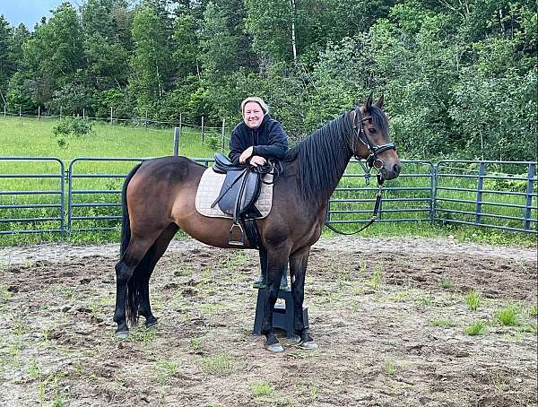 gold-morgan-horse