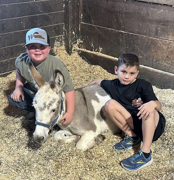 petting-zoo-donkey