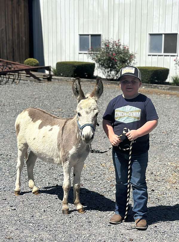 birthday-parties-donkey