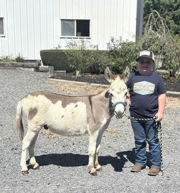 quiet-donkey