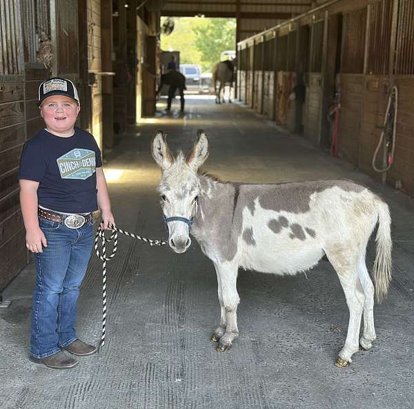 bottle-baby-donkey