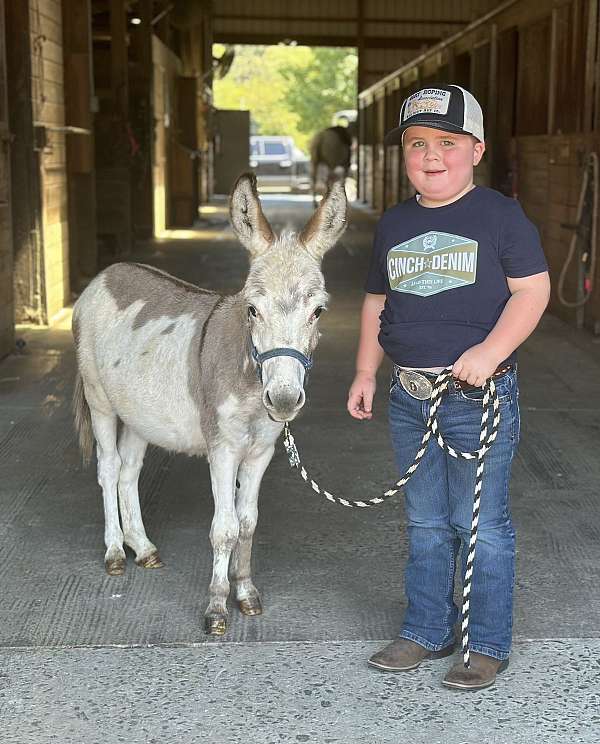 safe-for-any-level-donkey